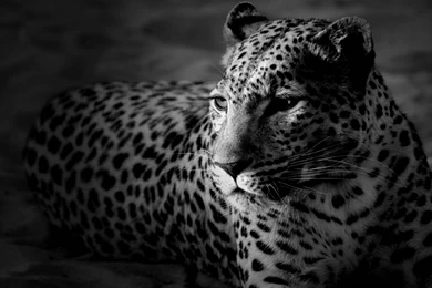 Big Cat Animal Lovers Wallpapers