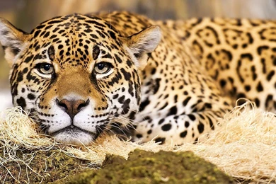 Big Cat Wallpapers