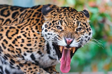 Download Wallpapers 2560x1600 Jaguar, Face, Teeth, Predator, Big ...