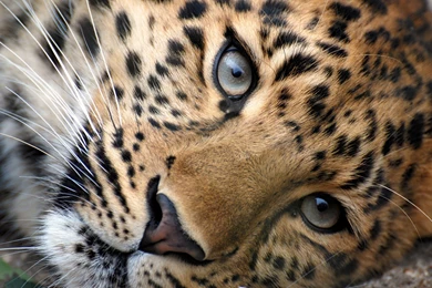 Download Wallpapers 3840x2400 Leopard, Face, Eyes, Big Cat Ultra HD ...