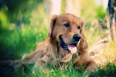 Cute Dog Wallpapers 6 Labrador PowerballForLife