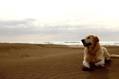 Labrador Retriever Desktop Wallpapers And Photos, New Wallpapers