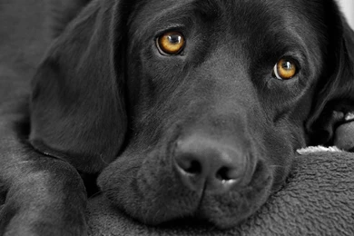 Black Labrador Wallpapers