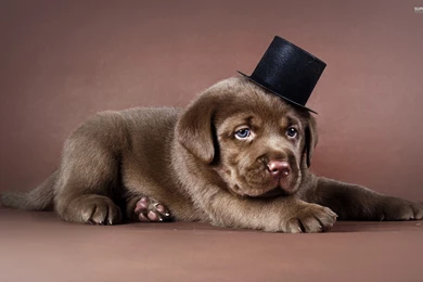 Chocolate Lab Wallpapers