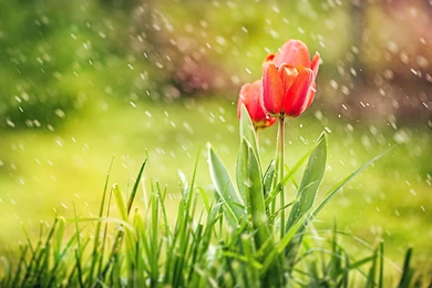 Spring Tulips Flowers Grass Rain Nature HD Wallpapers New HD ...
