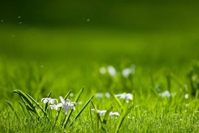 HD Quality Beautiful Nature Life Wallpapers HD 19 SiWallpapers 7738