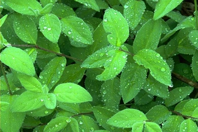 Lush Summer Wallpapers Wonderful Green Nature Wallpapers 1024x768 ...