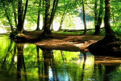 1080p Forest Mountains Flow Long Wallpapers 1366x768 For 17/19 inch ...