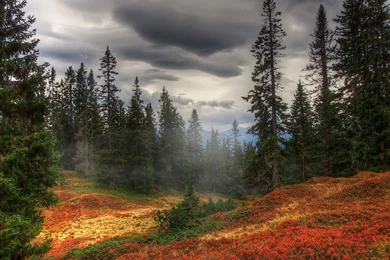 Download Wallpapers 1920x1080 Autumn, Fog, Trees, Forest Full HD ...