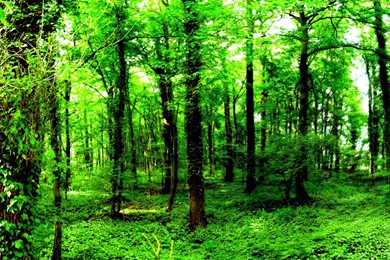 Green Forest Wallpapers