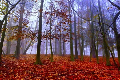 Foggy Autumn Forest Wallpapers HD 1080p For Desktop