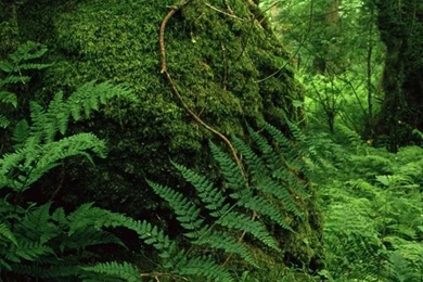 1080x1920 Nature Forest Park Wallpapers HD