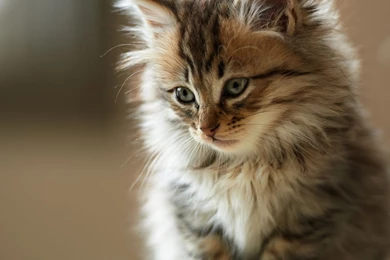 Fluffy cat wallpaper widescreen.jpg