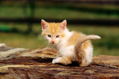 Widescreen Cat Wallpapers Wallpapers HD Wallpapers 86409