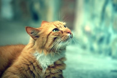 Dreamy cat wallpapers Cute Cat Wallpapers