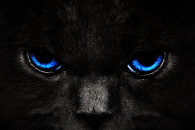 Download Black Cat Blue Eyes Wallpapers