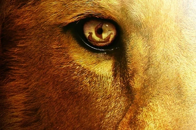 Lion Wallpapers