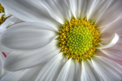 Full Hd Flowers Wallpapers Wallpapers HD Wide