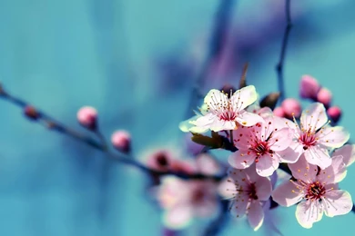 Vintage Flowers HD Wallpaper, Vintage Flowers Backgrounds