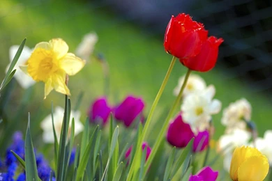 Colorful garden flowers hd.jpg
