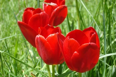 90 Wedding Red Rose Flower Wallpapers Love Roses Pictures ~ Urdu ...