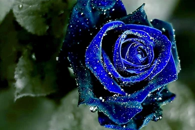 Blue Rose Wallpapers