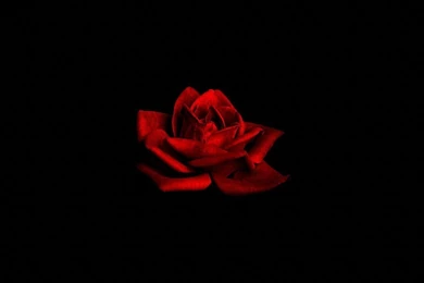 Flowers Dark Red Rose On Black Backgrounds Free Desktop ...