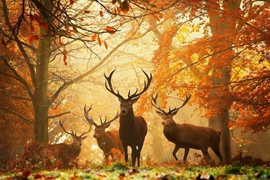 1024x768 Deers Autumn Wallpapers