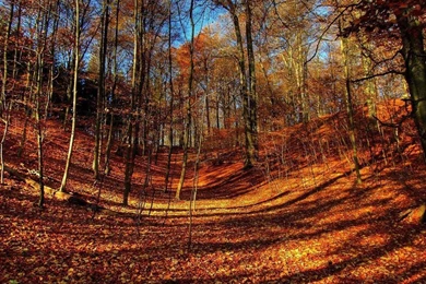 Fall Color Autumn Wallpapers 1024x768 NO.24 Desktop Wallpapers ...