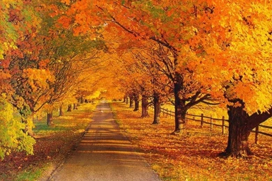 Top Autumn Backgrounds 1024x768 Images For Pinterest