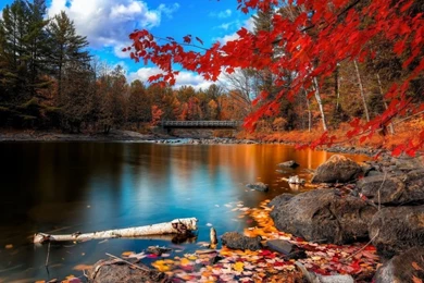 1024x768 Autumn Forest Scenery Wallpapers