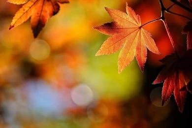 Autumn Leaves Nature Wallpapers