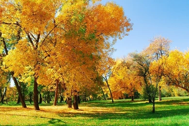 Golden Autumn Wallpapers