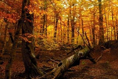 Autumn Forest HD Desktop Wallpapers : High Definition : Fullscreen ...