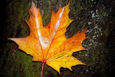 Fall Color Autumn Wallpapers 1024x768 NO.23 Desktop Wallpapers ...