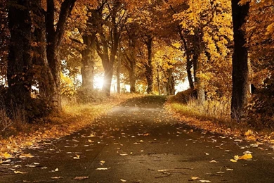 1024x768 Autumn Forest Road Wallpapers