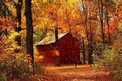 Top Maple Forest Autumn Images For Pinterest