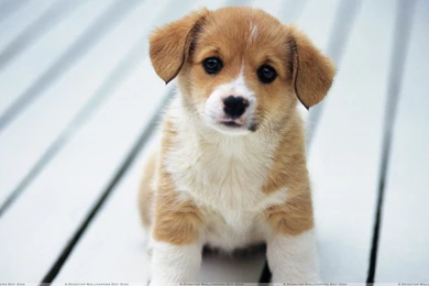 YouWall Cute Puppy Wallpapers Wallpaper,wallpapers,free ...