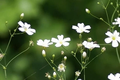 Best Mobile iPhone Wallpapers & Backgrounds With Nature