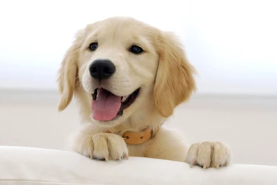 Pictures Of Puppy Golden Retrievers Wallpapers High Definition