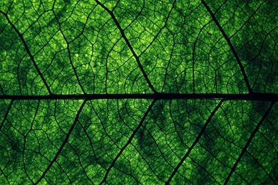 Wallpapers Dark Green Leave Macro 1920 X 1080 Nature Flowers ...