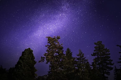 Stars Trees Night Sky Wallpapers
