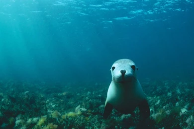 Underwater Wallpapers 3368 Cool HD Wallnos.com