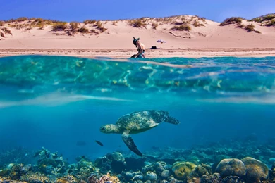 Top Best Underwater Background Images For Pinterest