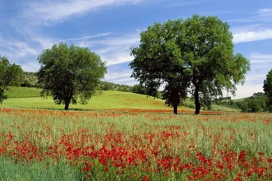 Free Wallpapers Free Nature Wallpapers Wonderful Green Nature ...