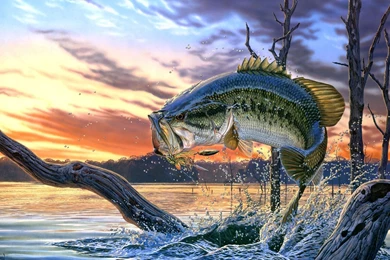 Gallery For Bass Pictures Fish