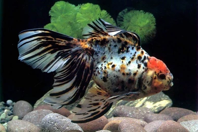 Hd fish underwater wallpaper dowload.jpg