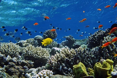 Download Beautiful Under Sea Water Free Wallpapers