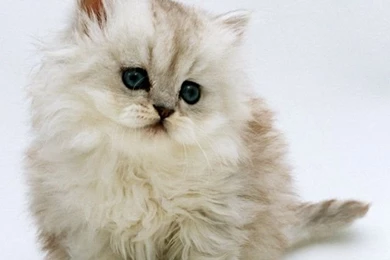 Hd Cute White Cat Iphone Wallpaper Backgrounds PowerballForLife