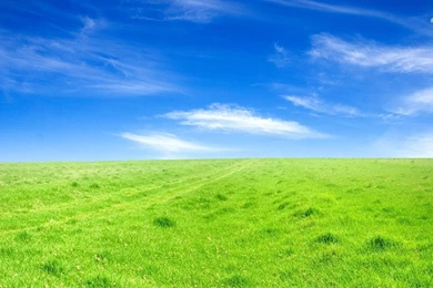 Green Field Wallpapers Nature Wallpapers